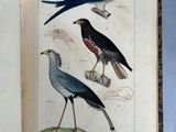 two birds that are sitting on a book