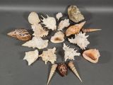 many shells arranged in a circle on a table