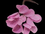 a close up of a bunch of pink flowers on a black background