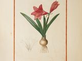 a picture of a picture of a flower in a vase