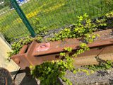 a rusted rail with a plant growing out of it next to a fence