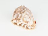 un coquillage sur une surface blanche, sur fond blanc