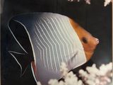 une photo d'un poisson dans un cadre
