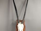 une tête d'antilope aux longues cornes, fixée sur une plaque en bois
