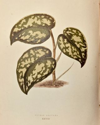 un vieux livre sur lequel figure le dessin d'une plante