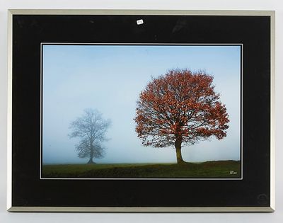 photo encadrée représentant deux arbres dans un champ brumeux, avec un ciel bleu en arrière-plan