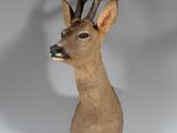 une tête de cerf empaillée posée sur une surface blanche