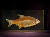 un poisson qui se trouve dans un bocal en verre posé sur une table