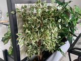 a potted plant in a planter on a table