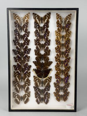 a display case with a variety of butterflies in it