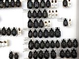 a lot of bugs that are on display in a display case