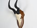deer skull mounted on a wooden shield on a white wall