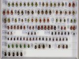 de nombreux insectes exposés dans une vitrine