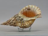 a seashell on a stand on a white surface