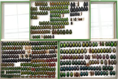 many different types of beetles on display in a display case