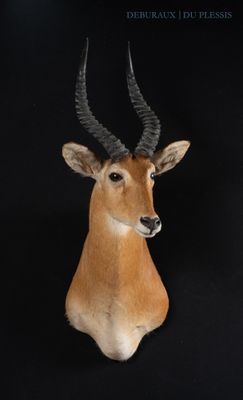 a fake antelope head on a black background