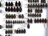 a lot of bugs that are on display in a box