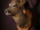 deer head mounted on a wall in a dark room with a shadow on the wall