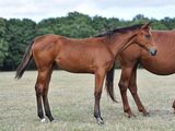 two horses that are standing in the grass together