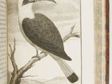 un oiseau perché sur un livre ouvert