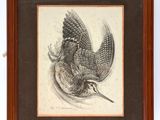 a drawing of a bird in flight with its wings spread