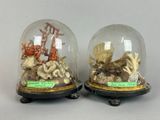 two glass cloches with shells and corals inside of them