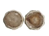 two mushrooms that are sitting next to each other