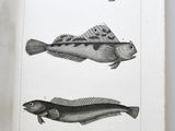 three fish that are on the page of a book