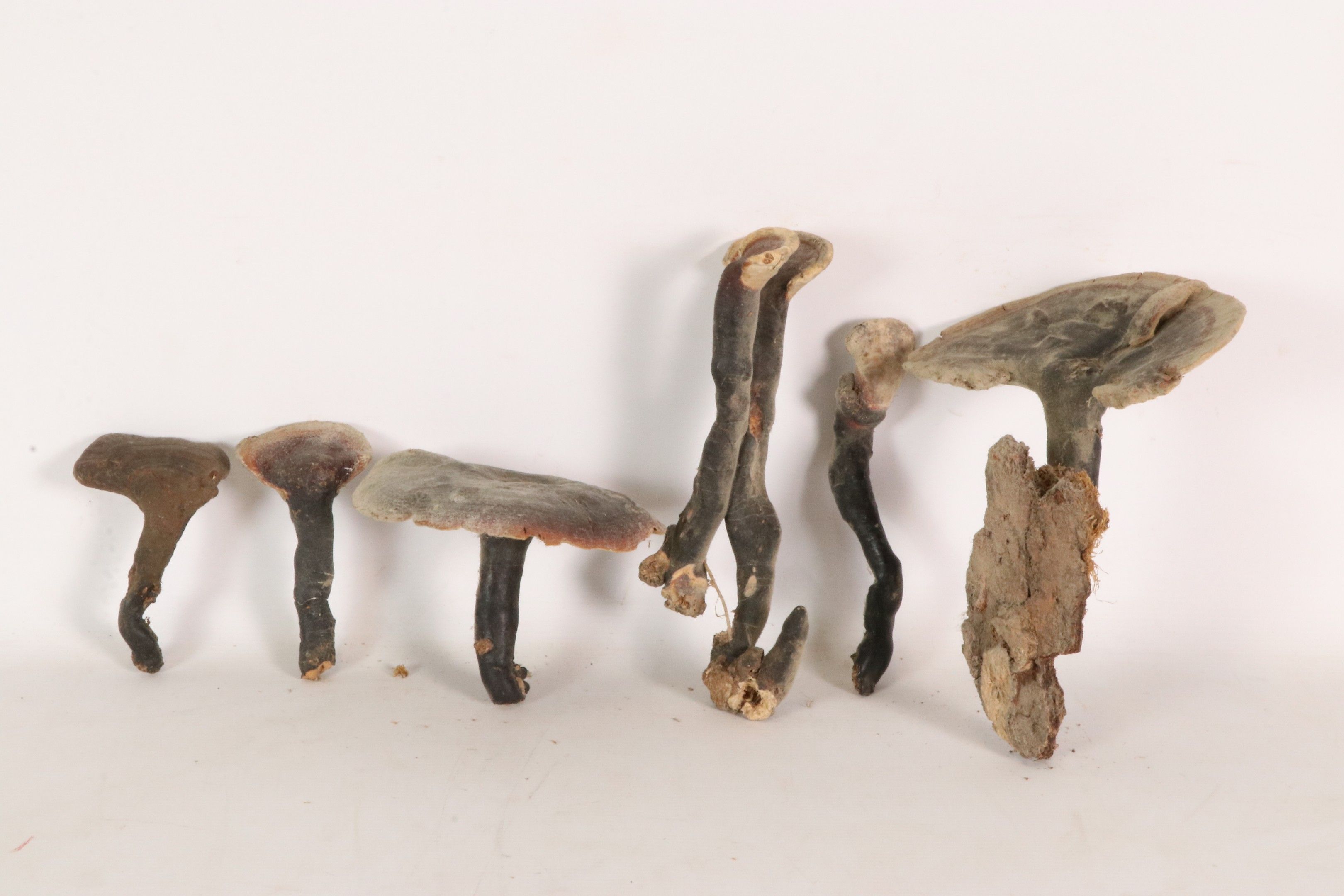 Objets d'art & Curiosités