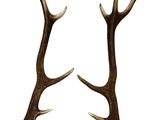 On voit deux cornes d'antilope sur un fond blanc