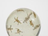 a glass ball with a lot of insects inside of it