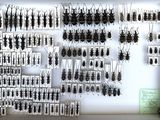 a lot of bugs that are hanging on the wall