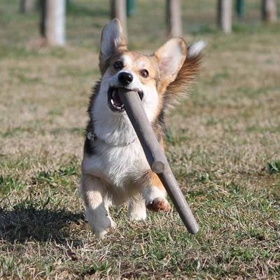 un chien qui joue avec un bâton dans l'herbe