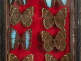 a lot of butterflies that are sitting in a shadow box