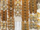 several different types of butterflies are displayed in a display case