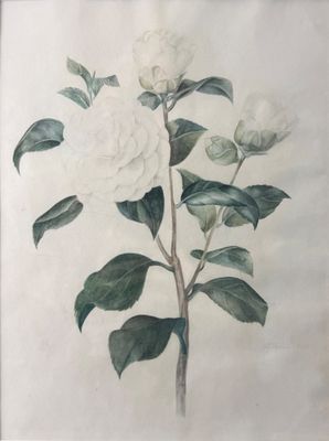 painting of a white flower with green leaves on a white background