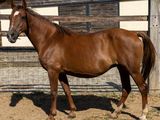 un cheval brun qui se tient dans un enclos clôturé
