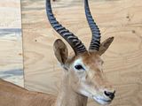 a antelope that is standing in front of a wooden wall
