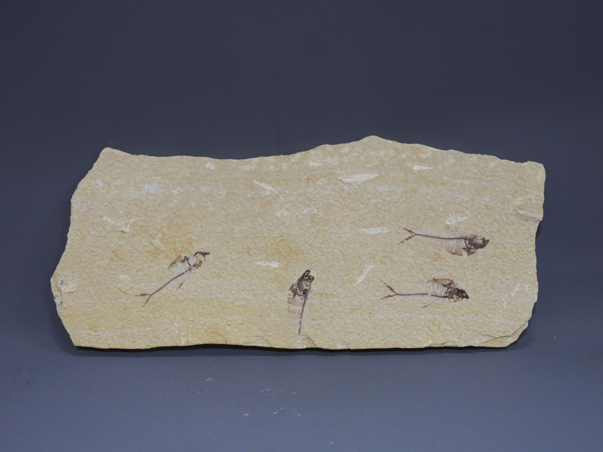 Objets d'art & Curiosités