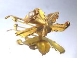 une broche en forme de fleur en or sertie d'une perle
