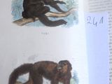 deux illustrations représentant des singes assis sur une branche d'arbre