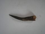 a small piece of animal horn on a white surface