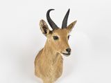an antelope head mounted on a wall with a white background