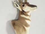 une tête de cerf fixée au mur d'une pièce