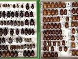 many different types of beetles on display in a display case