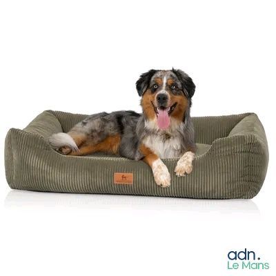 un chien allongé sur un panier pour chien