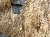 a close up of a brown bear ' s fur on a blue suitcase