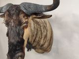 a bull head mounted on a wall in a room
