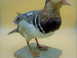 un petit oiseau perché sur un bloc de pierre