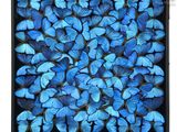 des papillons bleus dans un cadre noir sur fond blanc